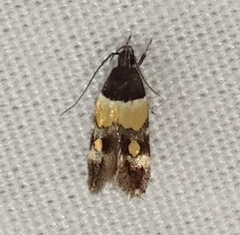 Triclonella determinatella