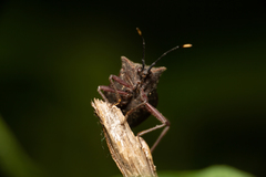 Anasa apicalis