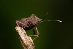 Anasa apicalis