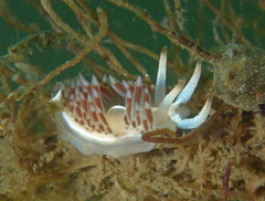 Coryphella cooperi