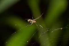 Leucauge volupis