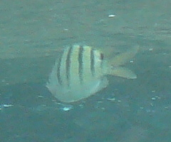 Abudefduf abdominalis