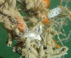 Coryphella cooperi