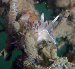 Coryphella cooperi