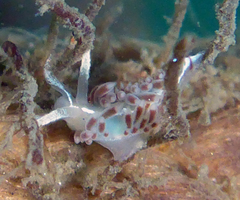 Coryphella cooperi