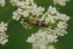 Etorofus obliteratus