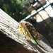 Small Grass Cicadas - Photo (c) melanie cook, some rights reserved (CC BY-NC-SA)
