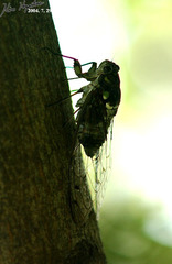 Hyalessa maculaticollis