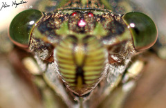 Hyalessa maculaticollis