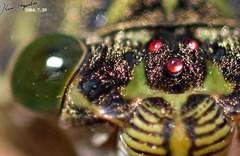 Hyalessa maculaticollis