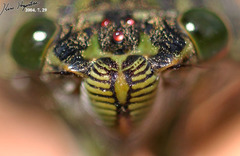 Hyalessa maculaticollis