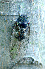 Hyalessa maculaticollis