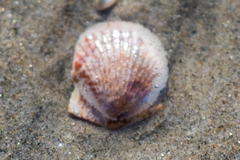 Argopecten ventricosus