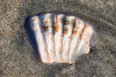 Dallocardia quadragenaria