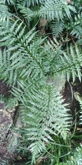 Asplenium lamprophyllum