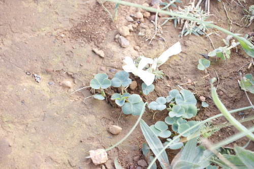 Image of Oxalis tomentosa by (c) Tony Rebelo, some rights reserved (CC BY-SA)