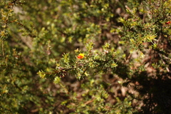 Pultenaea procumbens