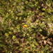Pultenaea procumbens - Photo (c) Michael Pennay,  זכויות יוצרים חלקיות (CC BY-NC-ND), הועלה על ידי Michael Pennay