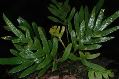 Pleopeltis pinnatifida