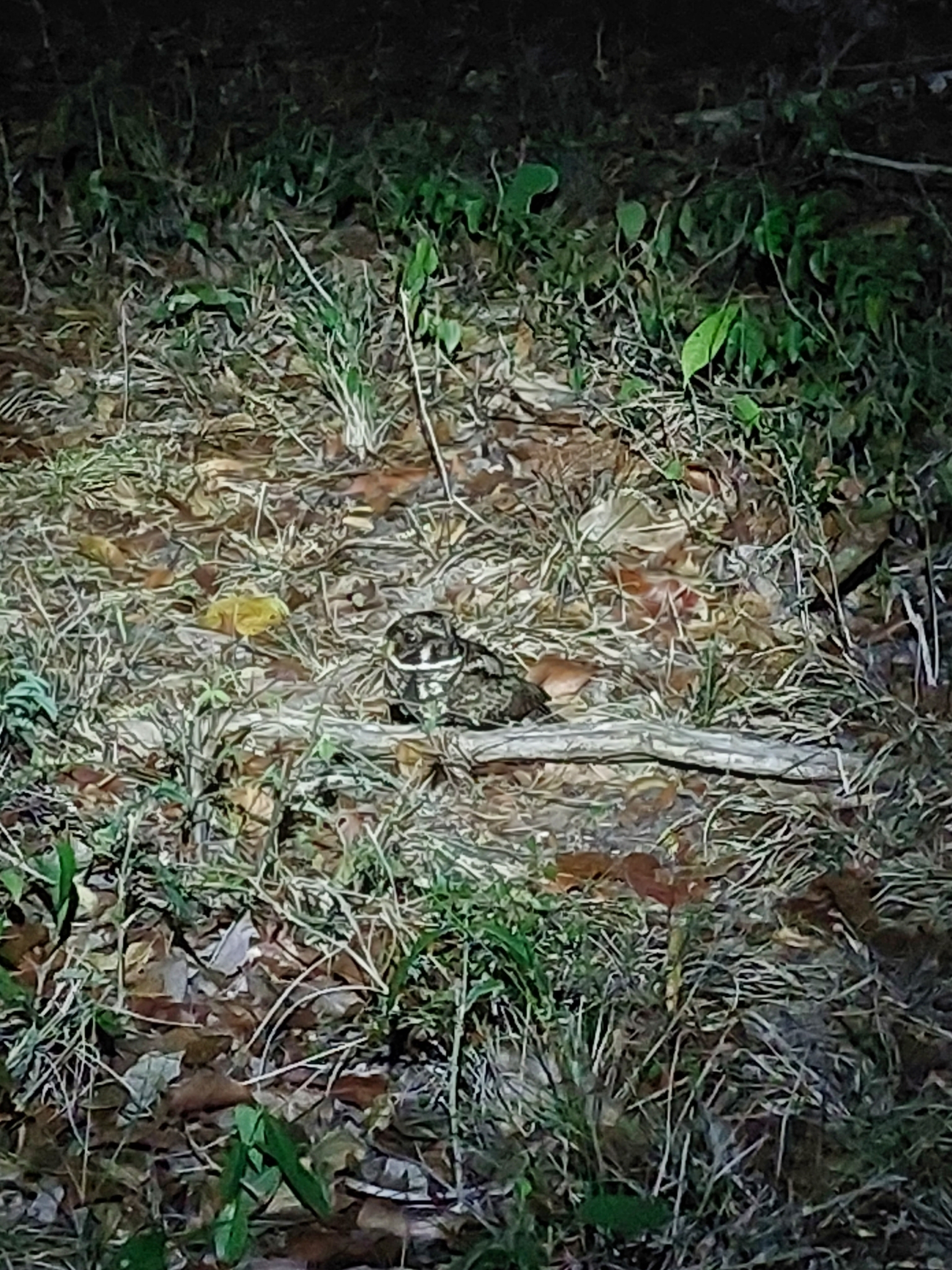 Yucatan Nightjar (Antrostomus badius), photo 3