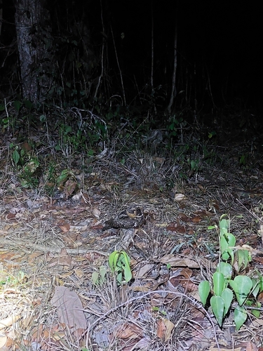 Yucatan Nightjar (Antrostomus badius), photo 4