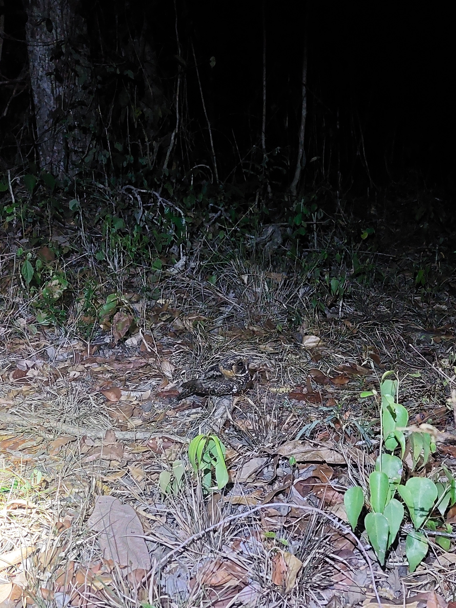 Yucatan Nightjar (Antrostomus badius), photo 4