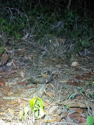 Yucatan Nightjar (Antrostomus badius), photo 5