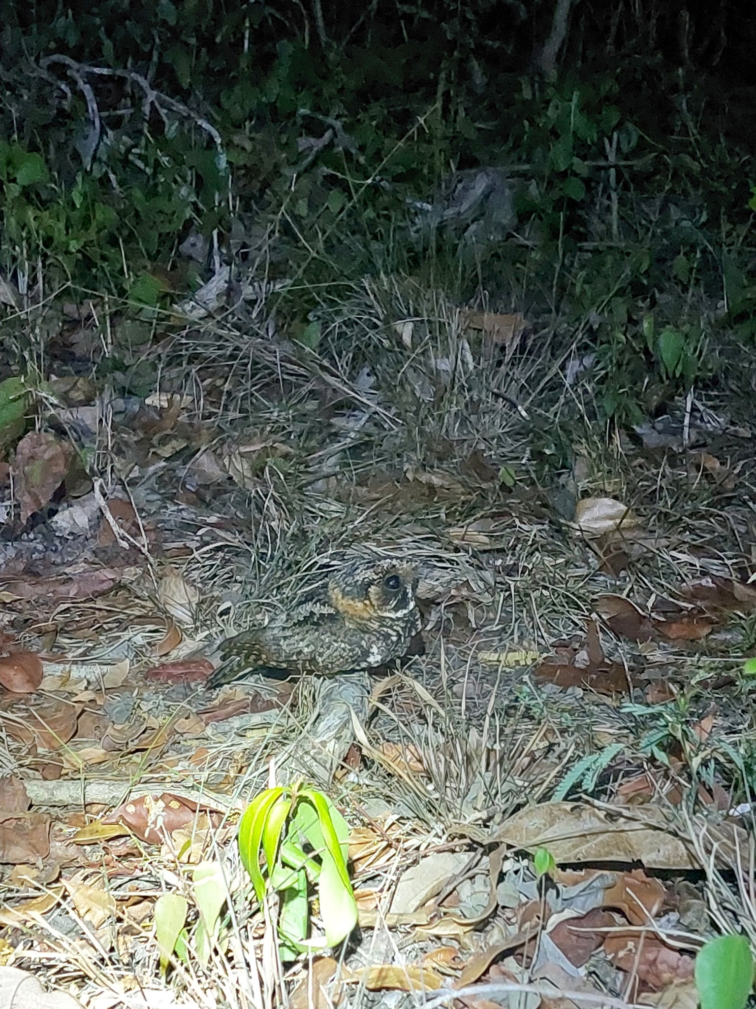 Yucatan Nightjar (Antrostomus badius), photo 5