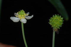 Ranunculus apiifolius