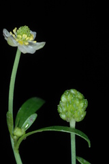Ranunculus apiifolius