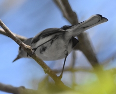 Polioptila caerulea