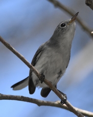 Polioptila caerulea