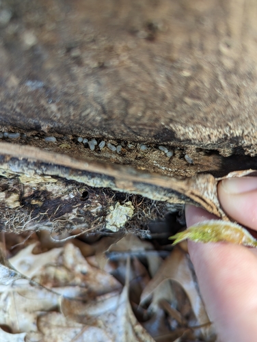 Woodland Fuzzy Ant photo 3