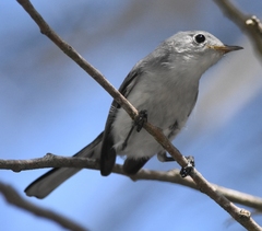 Polioptila caerulea