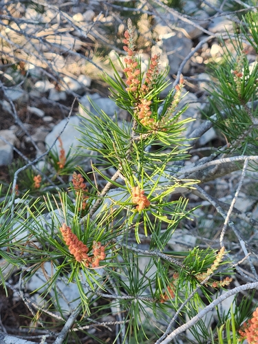 Image of Pinus remota by (c) Jo Roberts, some rights reserved (CC BY)