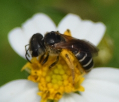Halictus poeyi