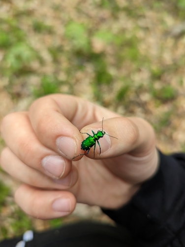 Six-spotted tiger beetle