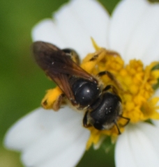 Halictus poeyi