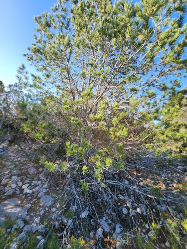 Image of Pinus remota by (c) Jo Roberts, some rights reserved (CC BY)
