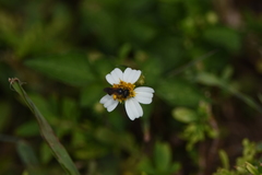 Halictus poeyi