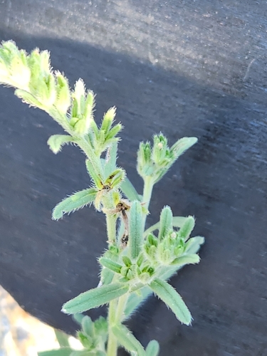 Image of Lithospermum mirabile by (c) Jo Roberts, some rights reserved (CC BY)