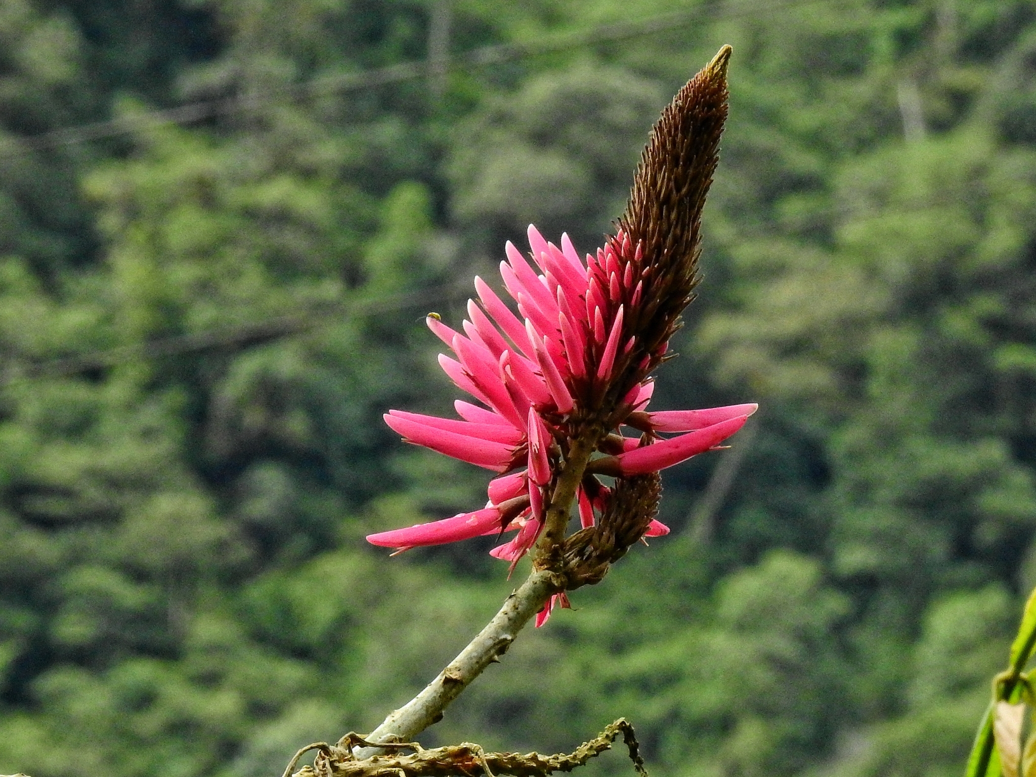 Imagem de Mulungu-da-amazônia