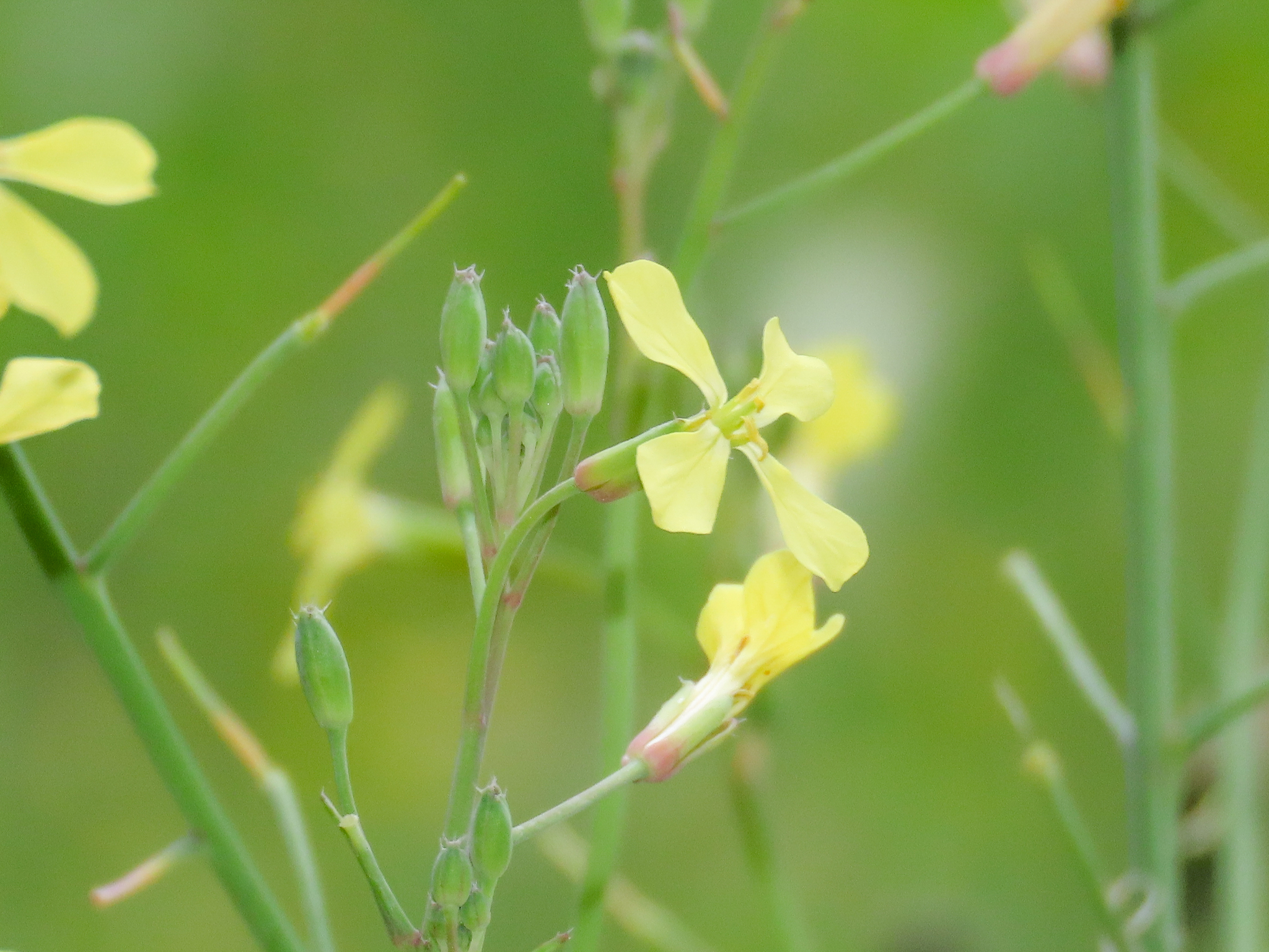 Wild radish (Raphanus raphanistrum)  iNaturalist