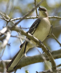 Mimus polyglottos