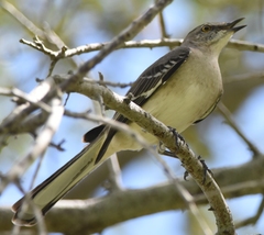 Mimus polyglottos