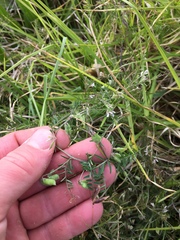 Vicia tetrasperma