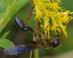 Isodontia exornata