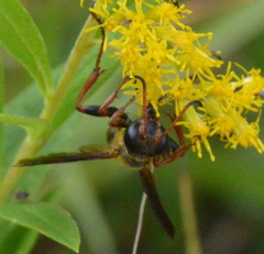 Isodontia exornata