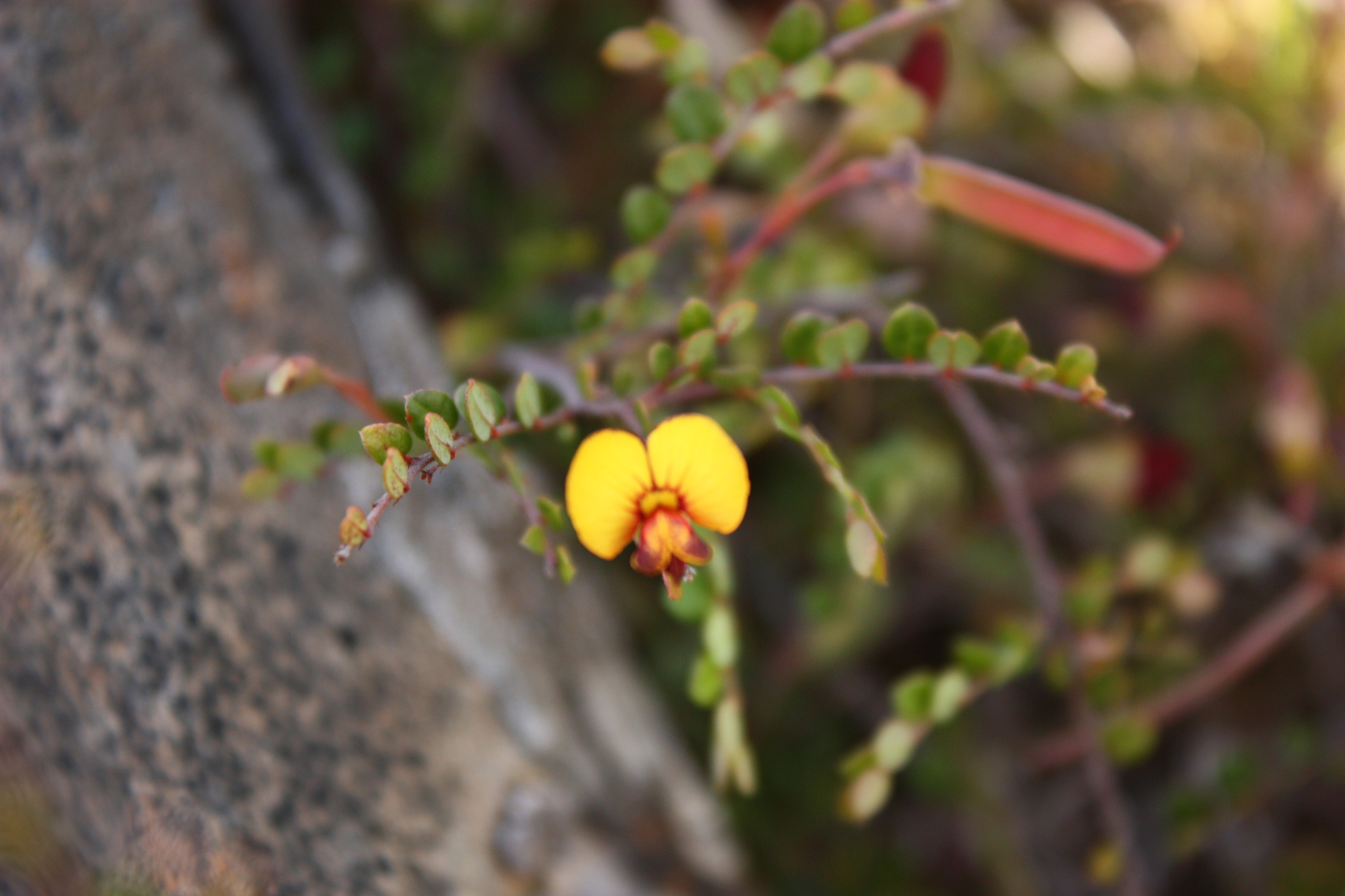 Bossiaea buxifolia