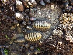 Chiton granosus